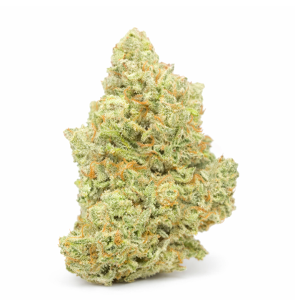 AMNESIA - HYDRROPONIC