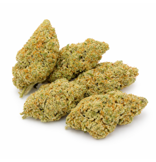 AMNESIA - HYDRROPONIC