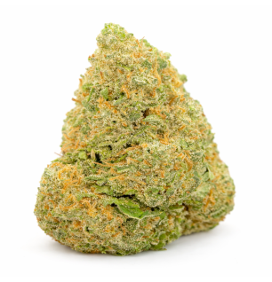 FROSTED SUNSET - HYDRROPONIC