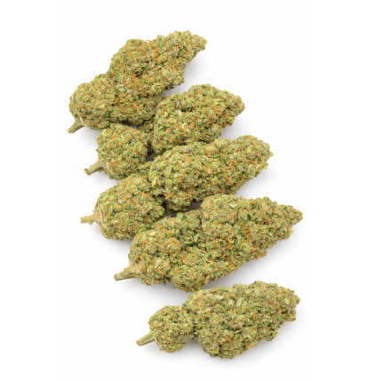 FROSTED SUNSET - HYDRROPONIC