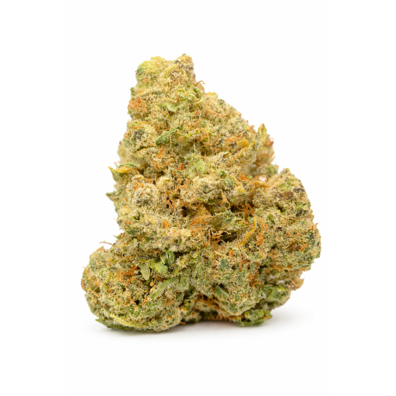 NORTHERN LIGHT - HYDROPONIC