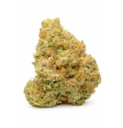 NORTHERN LIGHT - HYDROPONIC