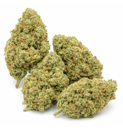 NORTHERN LIGHT - HYDROPONIC