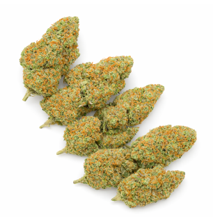 GIRL SCOUT COOKIE - HYDROPONIC