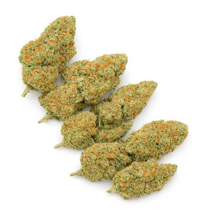 GIRL SCOUT COOKIE - HYDROPONIC