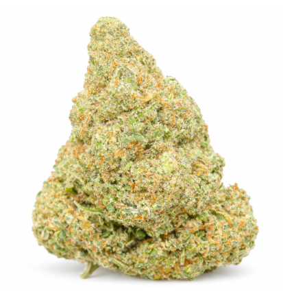 GLOOKIE - HYDRROPONIC