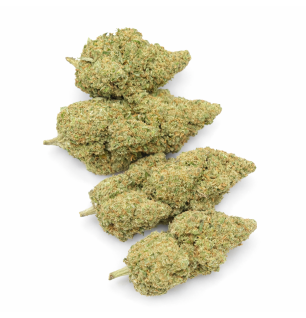 GLOOKIE - HYDRROPONIC