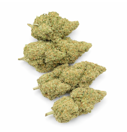 GLOOKIE - HYDRROPONIC