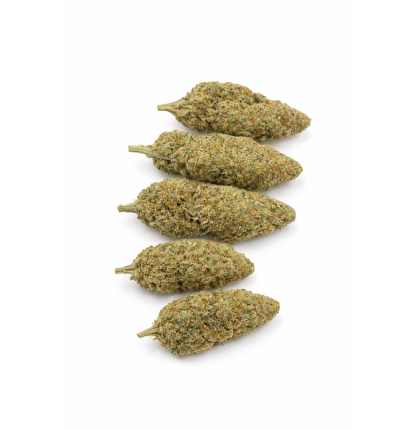 GRAPE N CHEESE - HYDRROPONIC