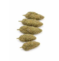 GRAPE N CHEESE - HYDRROPONIC