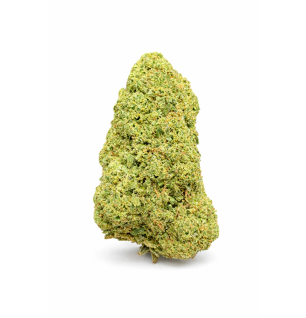 GREEN CRACK - HYDRROPONIC