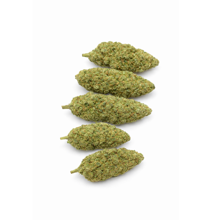 GREEN CRACK - HYDRROPONIC