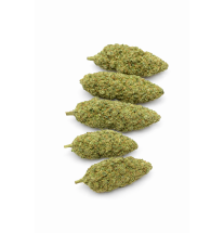 GREEN CRACK - HYDRROPONIC