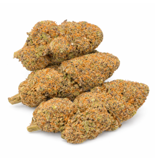 PURPLE PUNCH - HYDRROPONIC