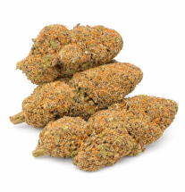 PURPLE PUNCH - HYDRROPONIC