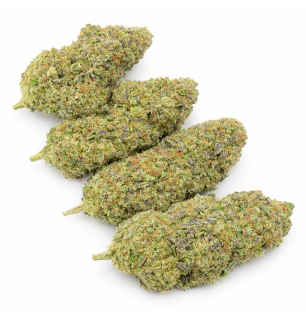 WEDDING CRASHER - HYDRROPONIC