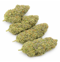 WEDDING CRASHER - HYDRROPONIC