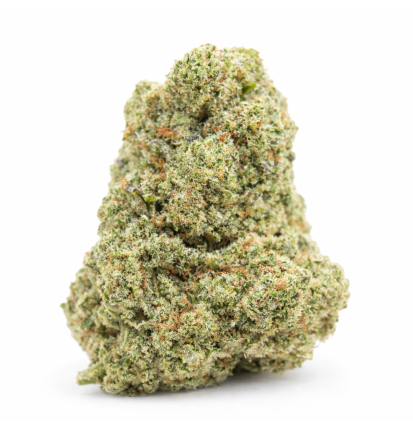 WHITE RHINO - HYDRROPONIC