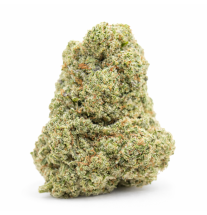 WHITE RHINO - HYDRROPONIC