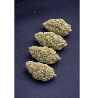 WHITE RHINO - HYDRROPONIC