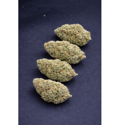 WHITE RHINO - HYDRROPONIC