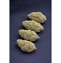 WHITE RHINO - HYDRROPONIC