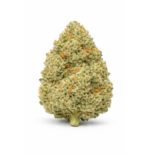 LIBERTY HAZE - HYDROPONIC