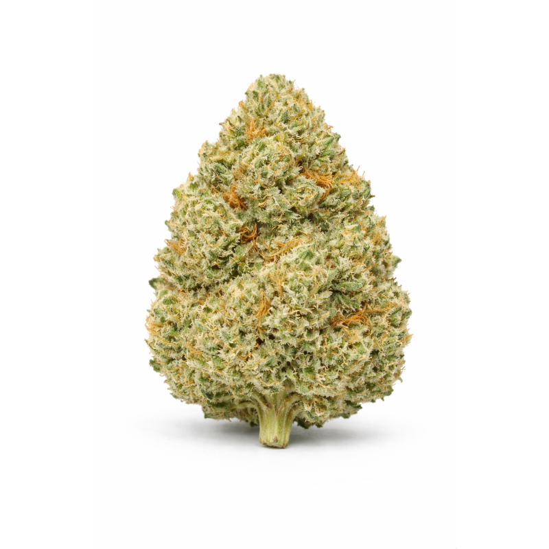 LIBERTY HAZE - HYDROPONIC