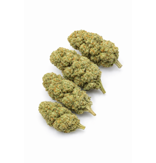 LIBERTY HAZE - HYDROPONIC