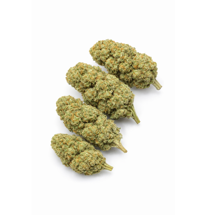 LIBERTY HAZE - HYDROPONIC