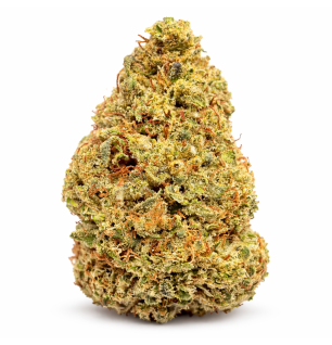 BISCOTTI - GLASSHOUSE