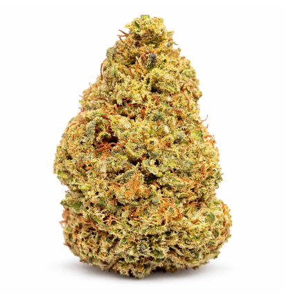 BISCOTTI - GLASSHOUSE