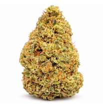 BISCOTTI - GLASSHOUSE