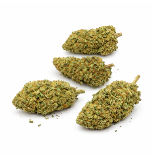 BISCOTTI - GLASSHOUSE