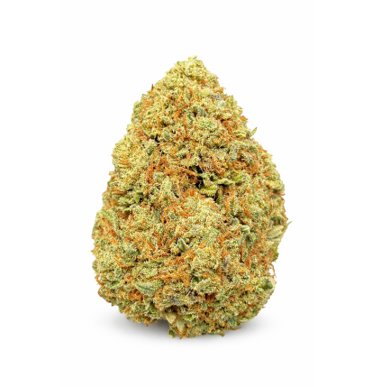 BUDDHA CARAMEL - GLASSHOUSE