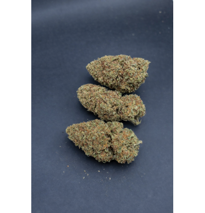 BUDDHA CARAMEL - GLASSHOUSE