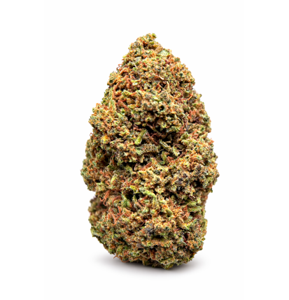 DOSIDOS - GLASSHOUSE