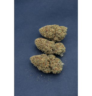 FRUIT CANDY - GLASSHOUSE