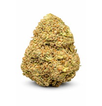 GORILLA GLUE - GLASSHOUSE