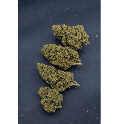 GORILLA KUSH - GLASSHOUSE