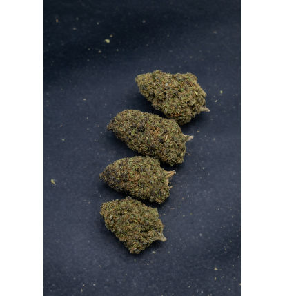 GRAPPE MADNESS - GLASSHOUSE