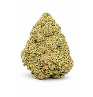 GUAVALATO - GLASSHOUSE