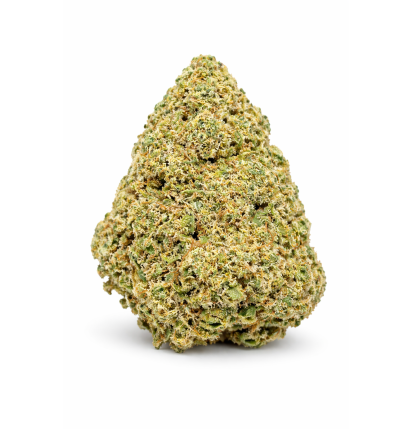 GUAVALATO - GLASSHOUSE