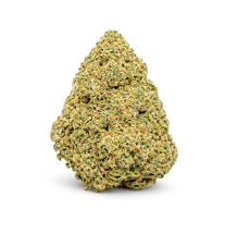 GUAVALATO - GLASSHOUSE