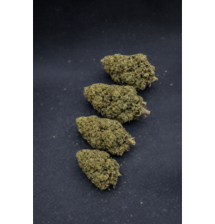 GUAVALATO - GLASSHOUSE