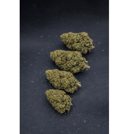 GUAVALATO - GLASSHOUSE