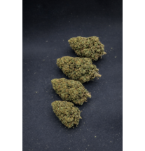 GUAVALATO - GLASSHOUSE