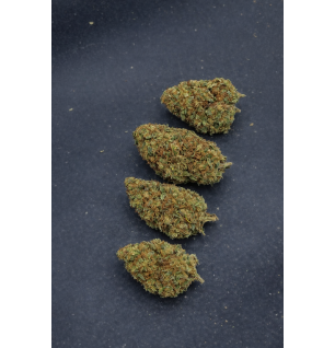 LIMONCELLO - GLASSHOUSE