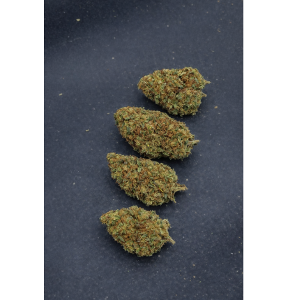 LIMONCELLO - GLASSHOUSE