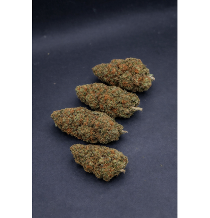 ORANGE BUD - GLASSHOUSE